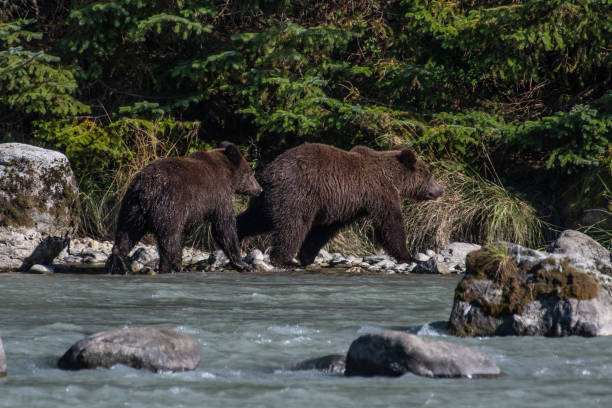 istock SE Alaska coastal Brown bear fishing 1176645078