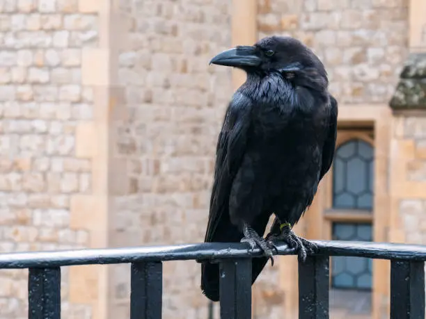 Crows Legend Tower London. Raven at the Tower of London perched on black iron railings with stone wall background. Raven on a balcony of Tower of London. Raven in Tower of London, UK.