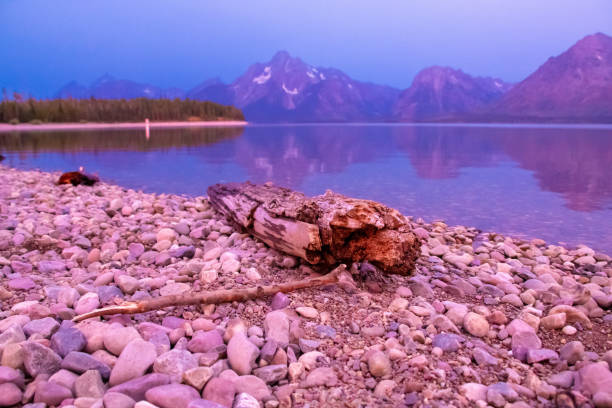 istock Drift wood log on Jackson Lake 1176645456