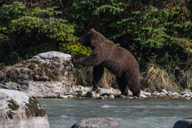istock SE Alaska coastal Brown bear fishing 1176645809