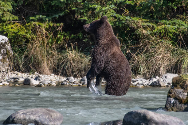 istock SE Alaska coastal Brown bear fishing 1176646831