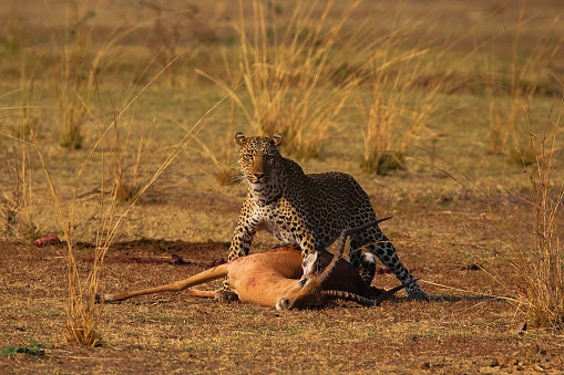 Black Backed Jackal scavenging an impala carcass at Etosha National Park in Kunene Region, Namibia