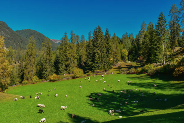 paysage suisse coloré d'automne avec des moutons dans filisur - graubunden canton mountain travel valley photos et images de collection