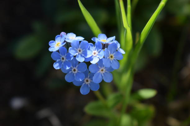 heart-shaped myosotis alpestris or alpine forget-me-not, state flower of alaska - miosótis imagens e fotografias de stock