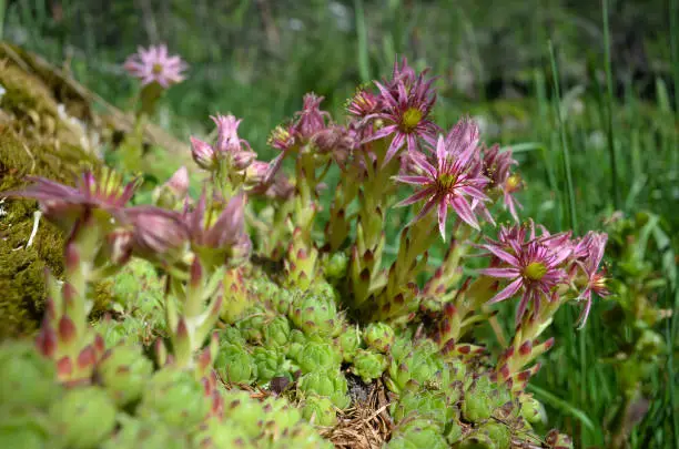 macro of blossoming tiny houseleeks - sempervivum montanum - also called live-forever, seen at the Austrian alps