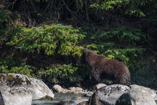 istock SE Alaska coastal Brown bear fishing 1176649942