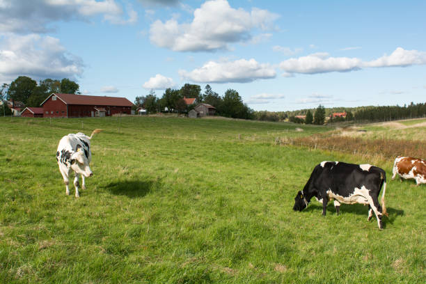 istock Rural environment in western Sweden 1176650018