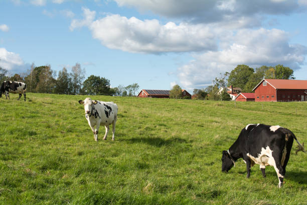istock Rural environment in western Sweden 1176650022