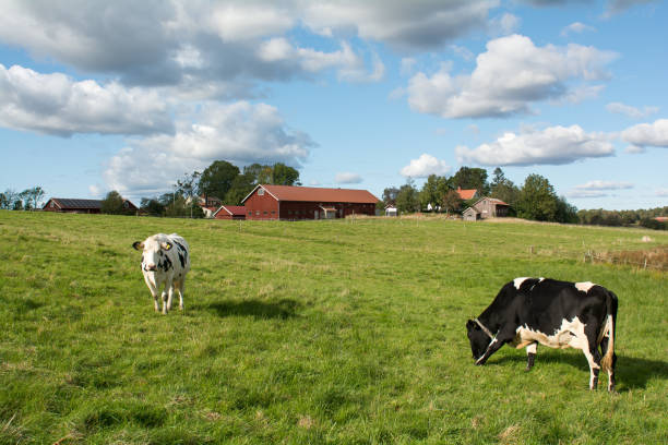 istock Rural environment in western Sweden 1176650045