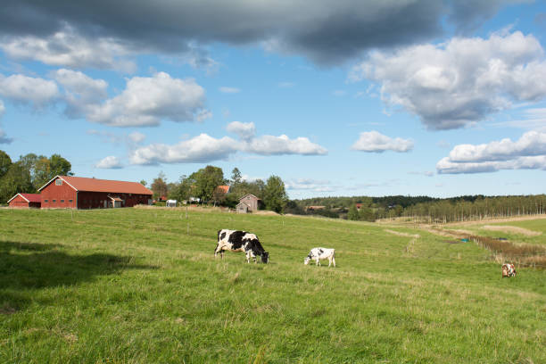 istock Rural environment in western Sweden 1176650053