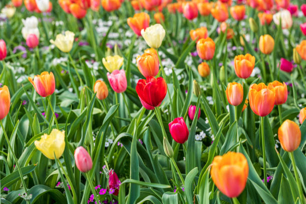 istock A field of colourful tulips 1176650710
