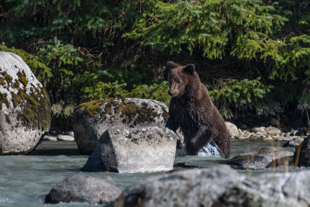 istock SE Alaska coastal Brown bear fishing 1176650955