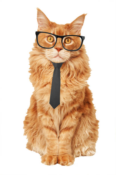 istock Maine Coon cat in a tie and glasses 1176651984