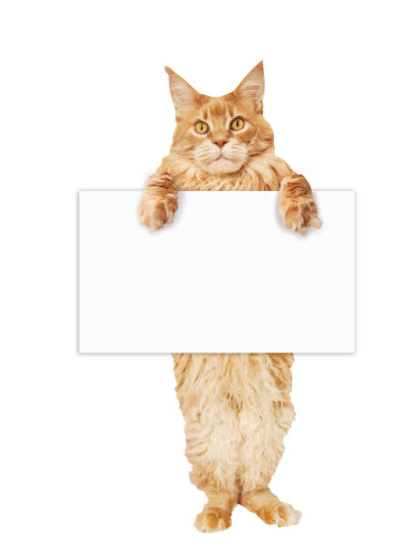 istock Maine Coon cat with a blank sheet of paper 1176651987