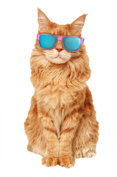 istock Maine Coon cat in sunglasses 1176652005