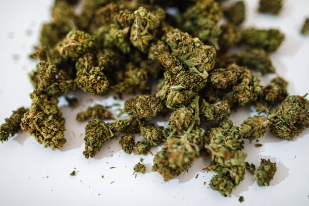 istock Heap of Marijuana 1176652167