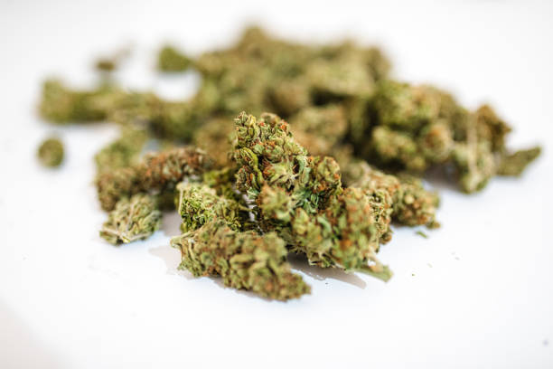 istock Dryed Marijuana buds on white background 1176652198