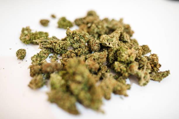 istock Close up of organic marijuana on table 1176652208
