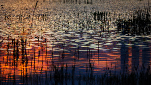 istock Sunset and bird. Sunset nature background. 1176652280