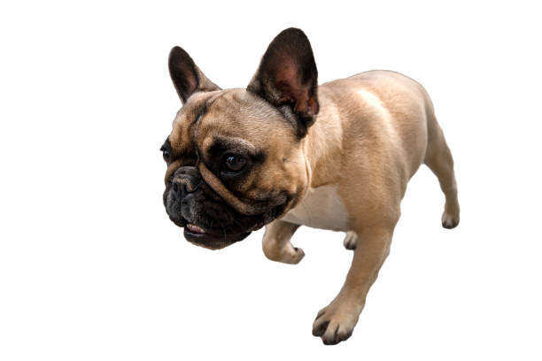 istock Walking french bulldog 1176652459