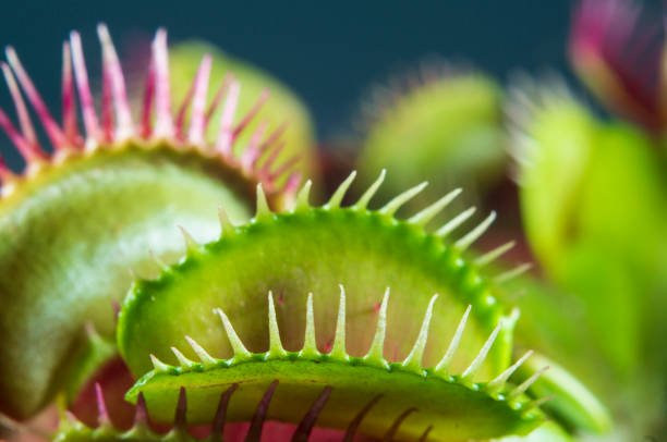 Venus flytrap stock photo