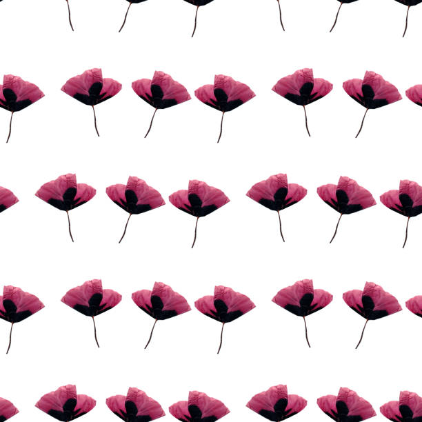 isolati papaveri viola fiori collage senza soluzione di continuità modello su sfondo bianco - poppy pink close up cut flowers foto e immagini stock