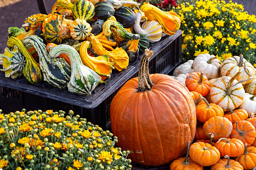 Autumn display of pumpkins, mums and gourds at an outdoor farmer's market