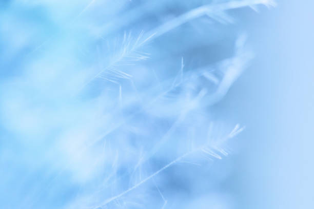 istock Macro photography feather abstract background art image. Blue and aqua tones with delicate details and softness. 1176654774