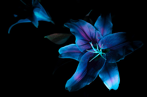 A White Lilly under Ultraviolet lighting.