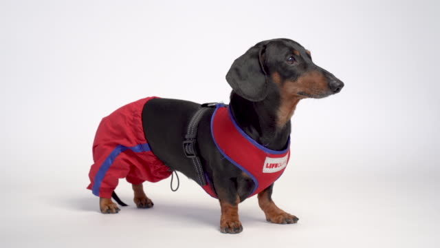 portrait of a cute dachshund dog, black and tan, in a red blue suit of a lifeguard Baywatch, isolated on gray background