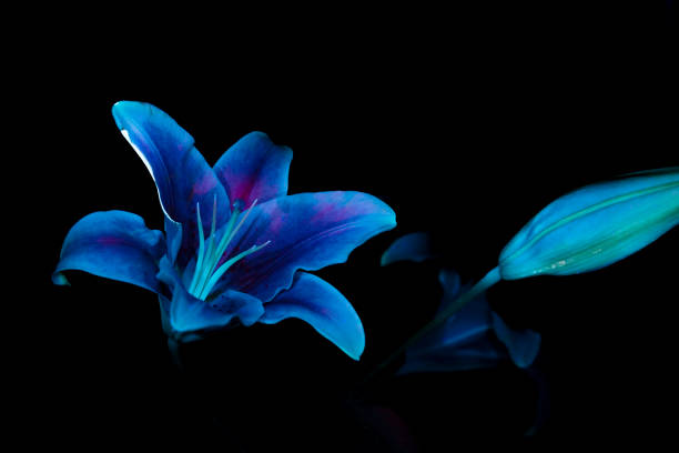 istock Ultraviolet UV Purple Sage 1176655295