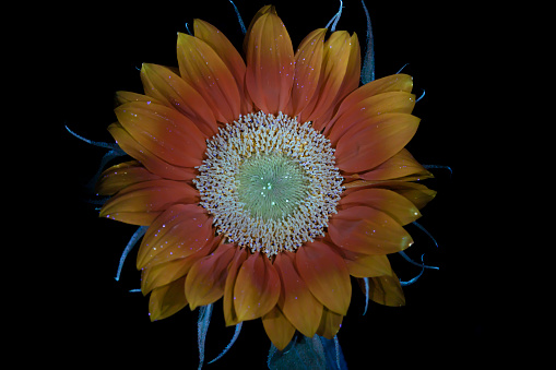 A single yellow Sunflower under Ultraviolet lighting.