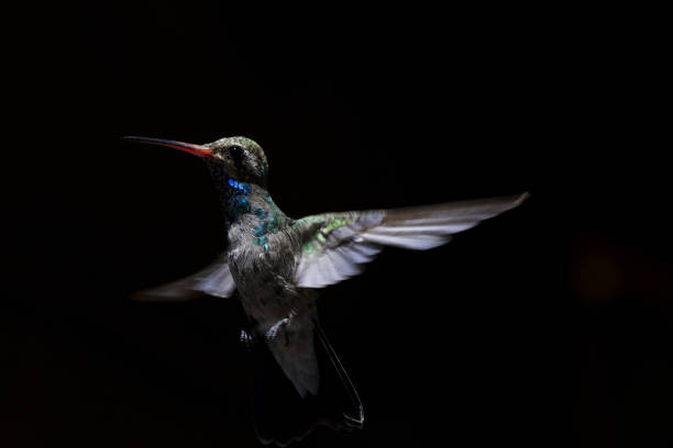 istock In flight hummingbird portrait with black background 1176655331