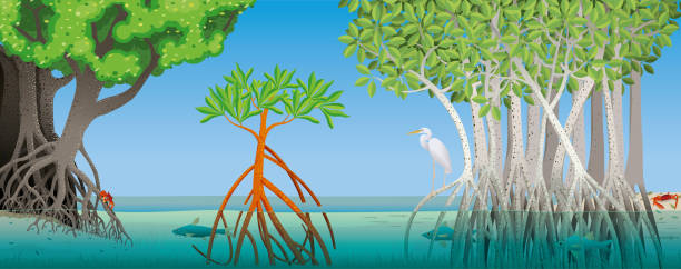 Drawing of three different types of mangrove with underwater roots with fish, crabs and a white heron in the scene. Vector image Drawing of three different types of mangrove with underwater roots of a river with fish, crabs and a white heron in the scene with blue sky in the background. Vector image sky forest root tree stock illustrations