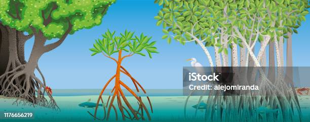 Drawing Of Three Different Types Of Mangrove With Underwater Roots With Fish Crabs And A White Heron In The Scene Vector Image Stock Illustration - Download Image Now