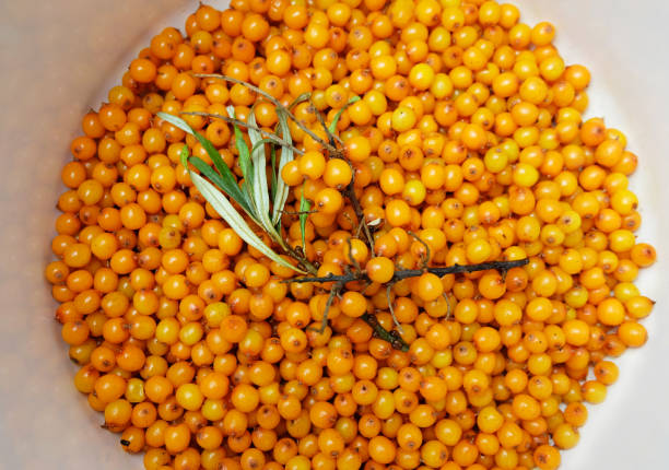 bayas de espino de mar (hippópha), preparadas para mermelada y una rama - sea buckthorn fotografías e imágenes de stock