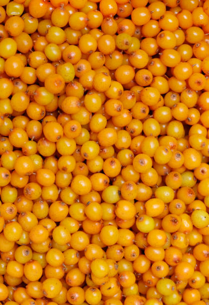 istock Sea-buckthorn berries prepared for jam. 1176656301