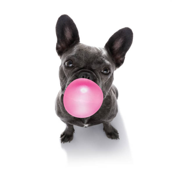 dog chewing bubble gum curious french bulldog dog looking up to owner waiting or sitting patient to play or go for a walk with  chewing bubble gum ,   isolated on white background bubble gum photos stock pictures, royalty-free photos & images