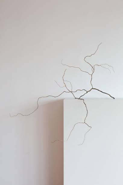 istock dry branch decorative twisted curly willow stand 1176657379