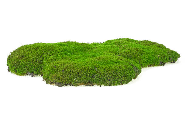 istock Green mossy hill isolated on white background. Full depth of field. 1176657767