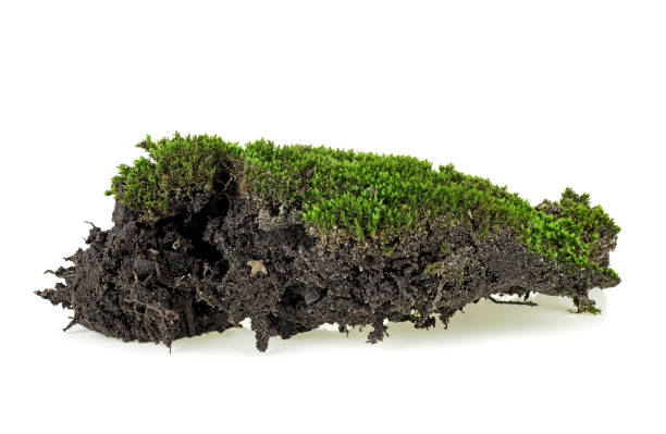 istock Green moss with soil isolated on white background 1176657781