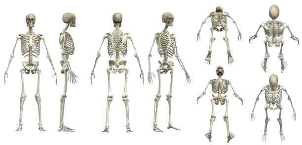 istock Multiple poses of skeleton white background  isolated 3d render 1176658428