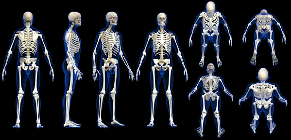 Human skeleton model of a doctor: chest and head