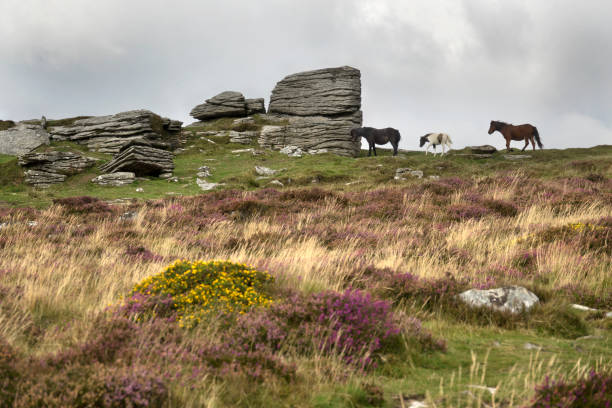 istock Dartmoor National Park ponies horses walk granite Hookney Tor Devon England UK 1176658568