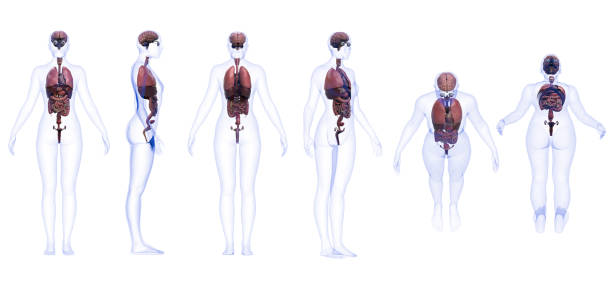 Man skeletal, muscles and internal organs diagram. X-ray. On black background.