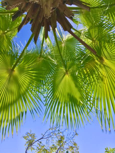 istock Upside view of vivid palm tree 1176658798