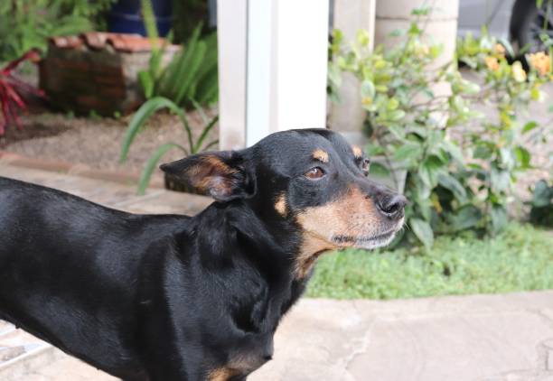 istock A dog enjoying a sunny afternoon in his backyard. 1176658911
