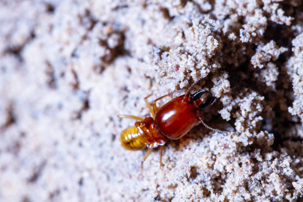 termites damage home, macro close up termites in anthill termites damage home, macro close up termites in anthill ant colony swarm of insects pest stock pictures, royalty-free photos & images