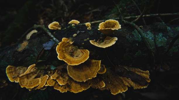 istock Fungus in rainforest Australia Gold Coast tree trunk 1176662484