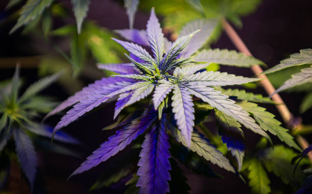 istock medical marijuana leaves 1176662511